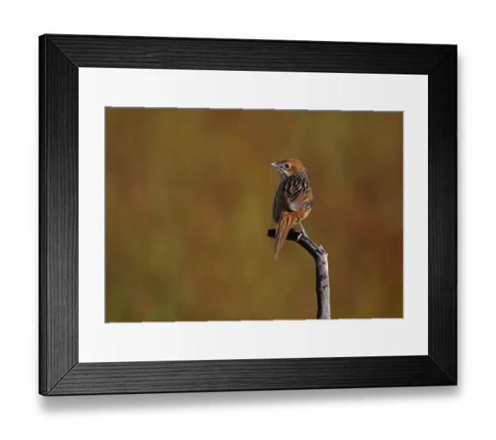Framed Print : Cape Grassbird (Sphenoeacus afer) adult, perched on twig, Cape of Good Hope, Western Cape Province, South Africa