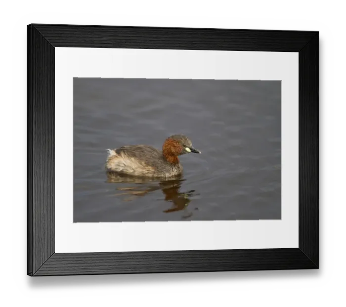 Framed Print : Little Grebe (Tachybaptus ruficollis) adult, summer plumage, swimming on lake, Lake Nakuru N. P Framed Print : Little Grebe (Tachybaptus ruficollis) adult, summer plumage, swimming on lake, Lake Nakuru N. P