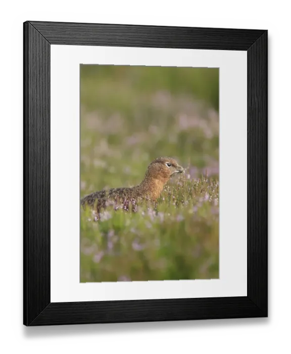 Framed Print : Red Grouse (Lagopus lagopus scoticus) adult male, feeding on tips of heather in moorland, Swaledale Framed Print : Red Grouse (Lagopus lagopus scoticus) adult male, feeding on tips of heather in moorland, Swaledale