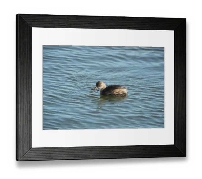 Framed Print : Little Grebe (Tachybaptus ruficollis) adult, winter plumage, feeding on shrimp, Weymouth Harbour, Dorset, England