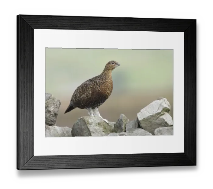 Framed Print : Red Grouse (Lagopus lagopus scoticus) adult female, calling, standing on drystone wall in moorland, Swaledale Framed Print : Red Grouse (Lagopus lagopus scoticus) adult female, calling, standing on drystone wall in moorland, Swaledale