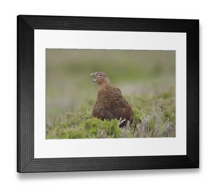 Framed Print : Red Grouse (Lagopus lagopus scoticus) immature male, with beak open, standing in heather on moorland, Swaledale Framed Print : Red Grouse (Lagopus lagopus scoticus) immature male, with beak open, standing in heather on moorland, Swaledale
