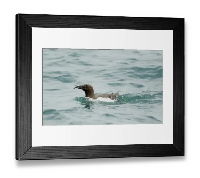 Framed Print : Common Guillemot (Uria aalge) adult, summer plumage, with freshly caught fish in beak, swimming on sea, Pembrokeshire Framed Print : Common Guillemot (Uria aalge) adult, summer plumage, with freshly caught fish in beak, swimming on sea, Pembrokeshire