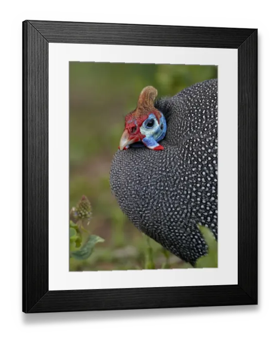 Framed Print : Helmeted Guineafowl (Numida meleagris) adult, close-up of head and chest, Cape Town, Western Cape Province Framed Print : Helmeted Guineafowl (Numida meleagris) adult, close-up of head and chest, Cape Town, Western Cape Province