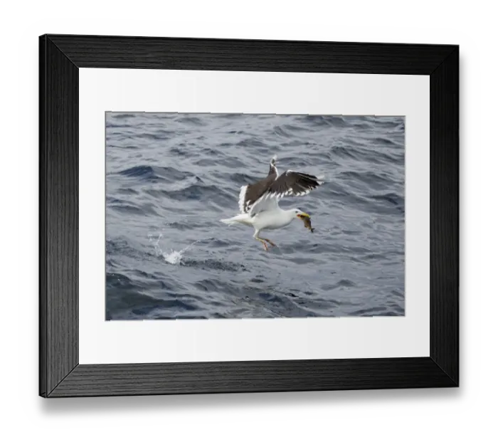 Framed Print : Great Black-backed Gull (Larus marinus) adult, summer plumage, with fish in beak, taking off from sea Framed Print : Great Black-backed Gull (Larus marinus) adult, summer plumage, with fish in beak, taking off from sea