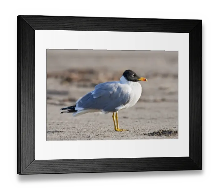 Framed Print : Great Black-headed Gull (Ichthyaetus ichthyaetus) adult, breeding plumage, standing on beach, Goa, India, March Framed Print : Great Black-headed Gull (Ichthyaetus ichthyaetus) adult, breeding plumage, standing on beach, Goa, India, March