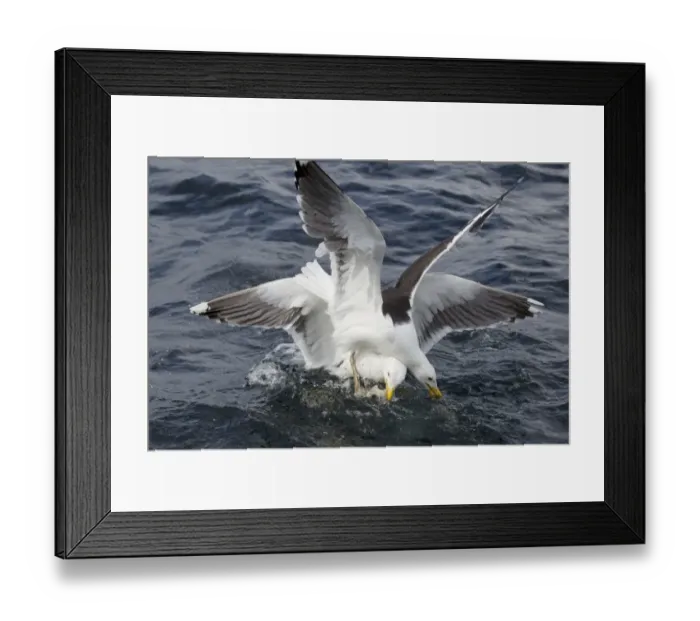Framed Print : Great Black-backed Gull (Larus marinus) two adults, summer plumage, fighting over fish at sea, Shetland Islands Framed Print : Great Black-backed Gull (Larus marinus) two adults, summer plumage, fighting over fish at sea, Shetland Islands