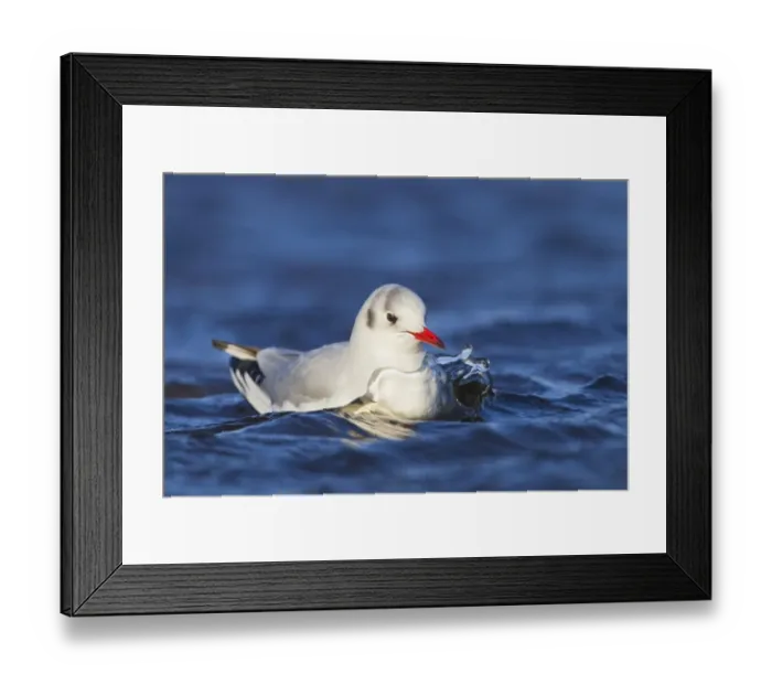Framed Print : Black-headed Gull (Larus ridibundus) adult, winter plumage, swimming, Salthouse, Norfolk, England, February