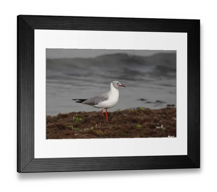Framed Print : Grey-headed Gull (Chroicocephalus cirrocephalus) adult, breeding plumage, standing amongst seaweed on beach Framed Print : Grey-headed Gull (Chroicocephalus cirrocephalus) adult, breeding plumage, standing amongst seaweed on beach