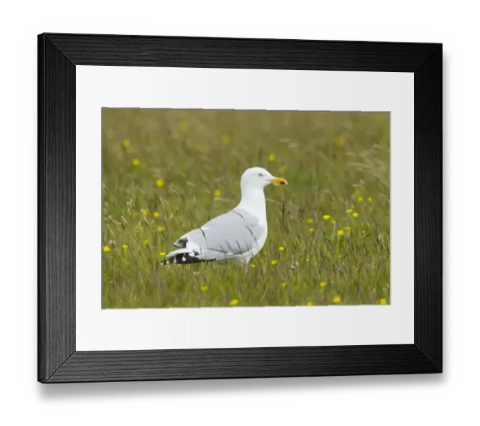 Framed Print : Herring Gull (Larus argentatus) adult, summer plumage, standing in meadow, Shetland Islands, Scotland, June Framed Print : Herring Gull (Larus argentatus) adult, summer plumage, standing in meadow, Shetland Islands, Scotland, June