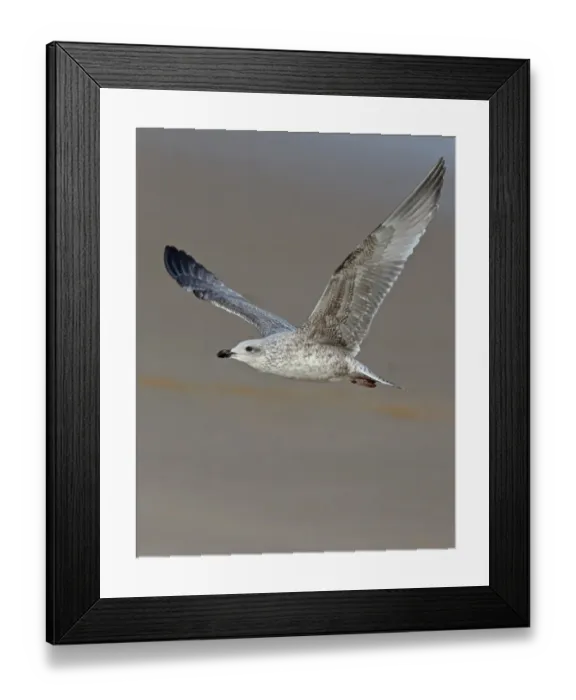Framed Print : Herring Gull (Larus argentatus) juvenile, first winter plumage, in flight over beach, Norfolk, England, November Framed Print : Herring Gull (Larus argentatus) juvenile, first winter plumage, in flight over beach, Norfolk, England, November
