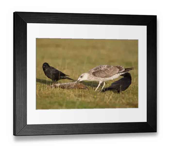 Framed Print : Herring Gull (Larus argentatus) juvenile, feeding on dead European Rabbit (Oryctolagus cunniculus)