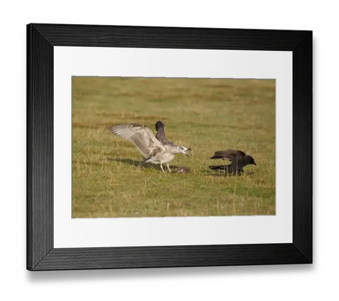 Framed Print : Herring Gull (Larus argentatus) juvenile, chasing Carrion Crow (Corvus corone) adult