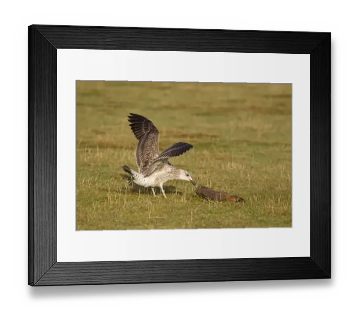 Framed Print : Herring Gull (Larus argentatus) juvenile, feeding on dead European Rabbit (Oryctolagus cunniculus), Suffolk, England Framed Print : Herring Gull (Larus argentatus) juvenile, feeding on dead European Rabbit (Oryctolagus cunniculus), Suffolk, England