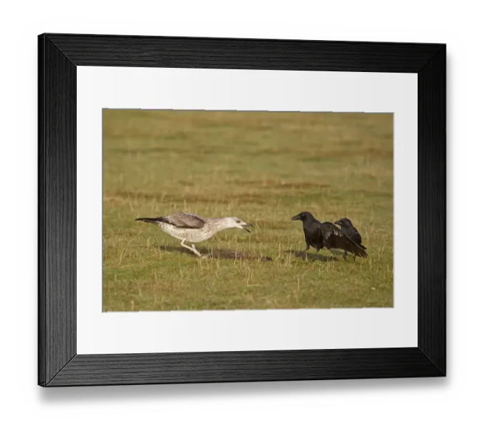 Framed Print : Herring Gull (Larus argentatus) juvenile, chasing Carrion Crow (Corvus corone) two adults