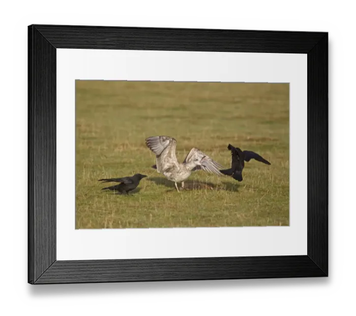 Framed Print : Herring Gull (Larus argentatus) juvenile, chasing Carrion Crow (Corvus corone) two adults Framed Print : Herring Gull (Larus argentatus) juvenile, chasing Carrion Crow (Corvus corone) two adults