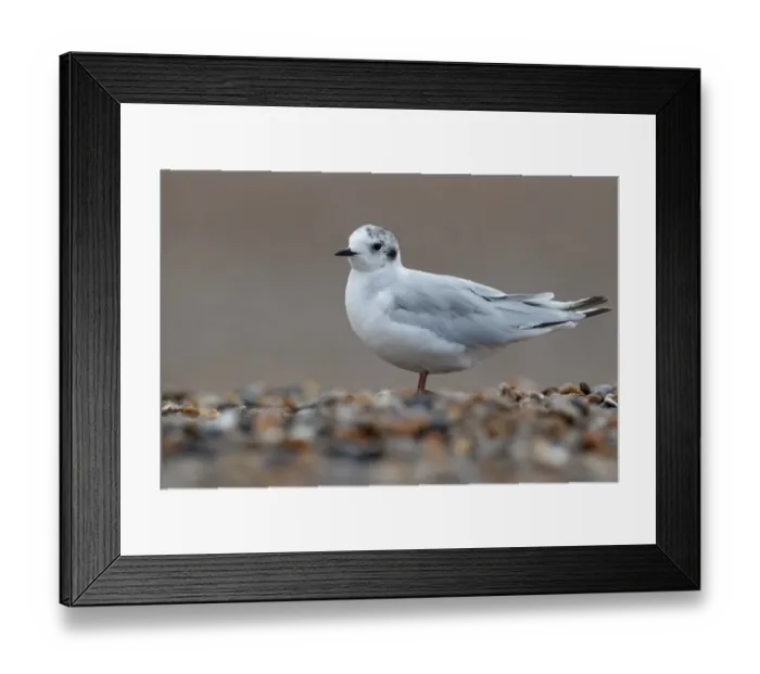 Framed Print : Little Gull (Larus minutus) immature, second year plumage, standing on shingle beach, Norfolk, England, july Framed Print : Little Gull (Larus minutus) immature, second year plumage, standing on shingle beach, Norfolk, England, july