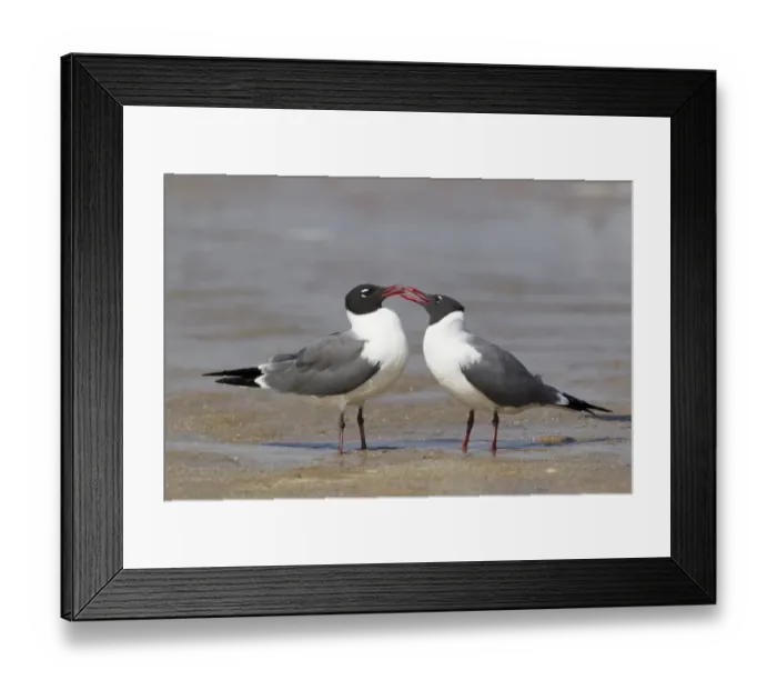 Framed Print : Laughing Gull (Larus atricilla) adult pair, breeding plumage, courtship behaviour, standing on shore at coast Framed Print : Laughing Gull (Larus atricilla) adult pair, breeding plumage, courtship behaviour, standing on shore at coast