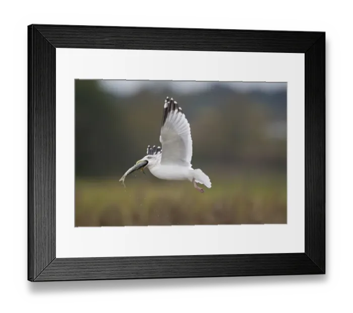 Framed Print : Herring Gull (Larus argentatus) adult, winter plumage, in flight, with fish in beak, Suffolk, England, November Framed Print : Herring Gull (Larus argentatus) adult, winter plumage, in flight, with fish in beak, Suffolk, England, November