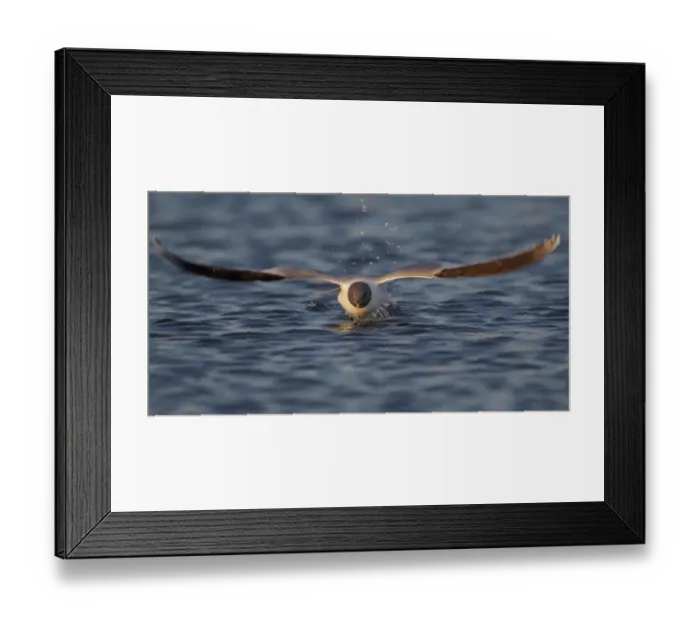 Framed Print : Sabines Gull (Larus sabini) adult, breeding plumage, in flight, taking off from water, Nunavut, Canada, July Framed Print : Sabines Gull (Larus sabini) adult, breeding plumage, in flight, taking off from water, Nunavut, Canada, July