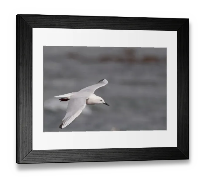 Framed Print : Slender-billed Gull (Chroicocephalus genei) adult, breeding plumage, in flight, Gambia, march Framed Print : Slender-billed Gull (Chroicocephalus genei) adult, breeding plumage, in flight, Gambia, march