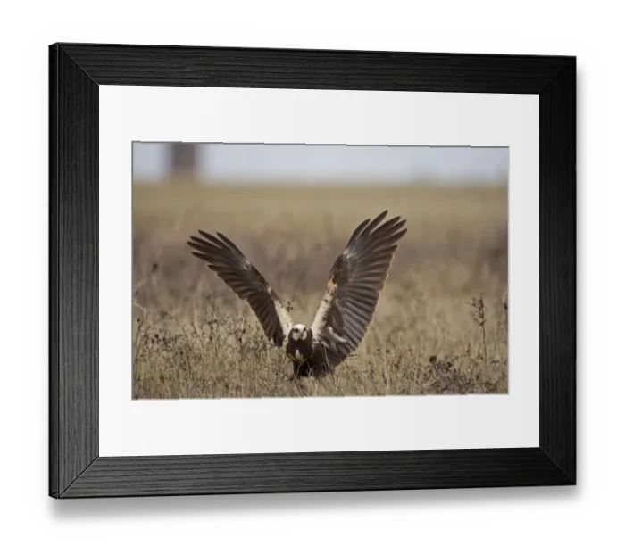 Framed Print : Western Marsh Harrier (Circus aeruginosus) adult female, landing on ground with wings spread, Northern Spain, November