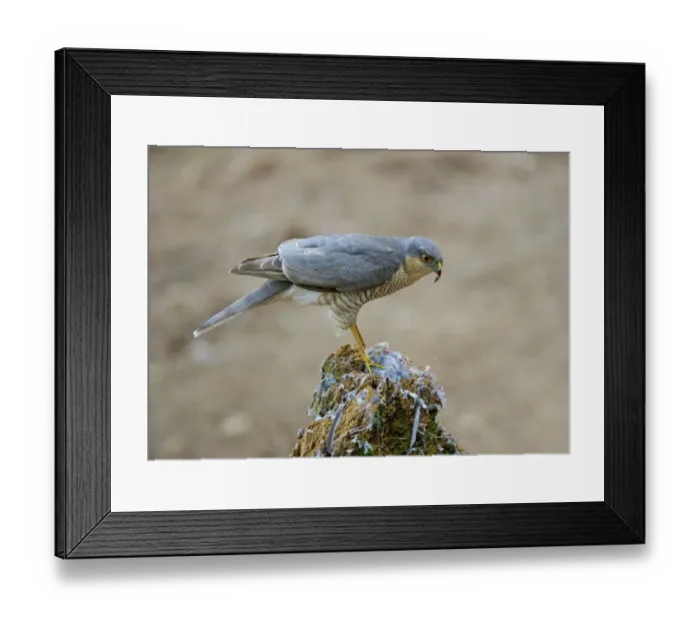 Framed Print : Eurasian Sparrowhawk (Accipiter nisus) adult male, feeding on bird prey at plucking post, Dumfries and Galloway Framed Print : Eurasian Sparrowhawk (Accipiter nisus) adult male, feeding on bird prey at plucking post, Dumfries and Galloway