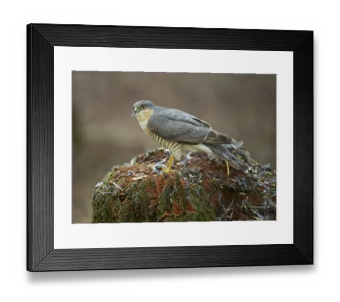 Framed Print : Eurasian Sparrowhawk (Accipiter nisus) adult male, feeding on bird prey at plucking post, Dumfries and Galloway Framed Print : Eurasian Sparrowhawk (Accipiter nisus) adult male, feeding on bird prey at plucking post, Dumfries and Galloway