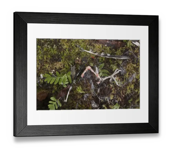 Framed Print : Eurasian Sparrowhawk (Accipiter nisus) kill, remains of Great Spotted Woodpecker (Dendrocopos major) on plucking post Framed Print : Eurasian Sparrowhawk (Accipiter nisus) kill, remains of Great Spotted Woodpecker (Dendrocopos major) on plucking post