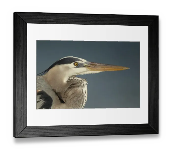 Framed Print : Great Blue Heron (Ardea herodias) adult, close-up of head, Florida, U. S. A. February Framed Print : Great Blue Heron (Ardea herodias) adult, close-up of head, Florida, U. S. A. February