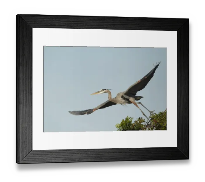 Framed Print : Great Blue Heron (Ardea herodias) adult, taking off from nest in treetop, Florida, U. S. A. February Framed Print : Great Blue Heron (Ardea herodias) adult, taking off from nest in treetop, Florida, U. S. A. February
