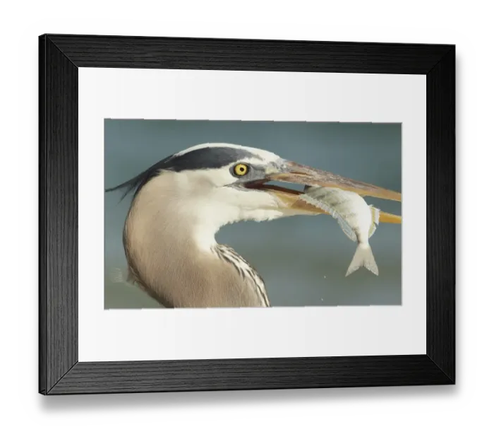 Framed Print : Great Blue Heron (Ardea herodias) adult, close-up of head, with freshly caught fish in beak, Florida, U. S. A. February Framed Print : Great Blue Heron (Ardea herodias) adult, close-up of head, with freshly caught fish in beak, Florida, U. S. A. February