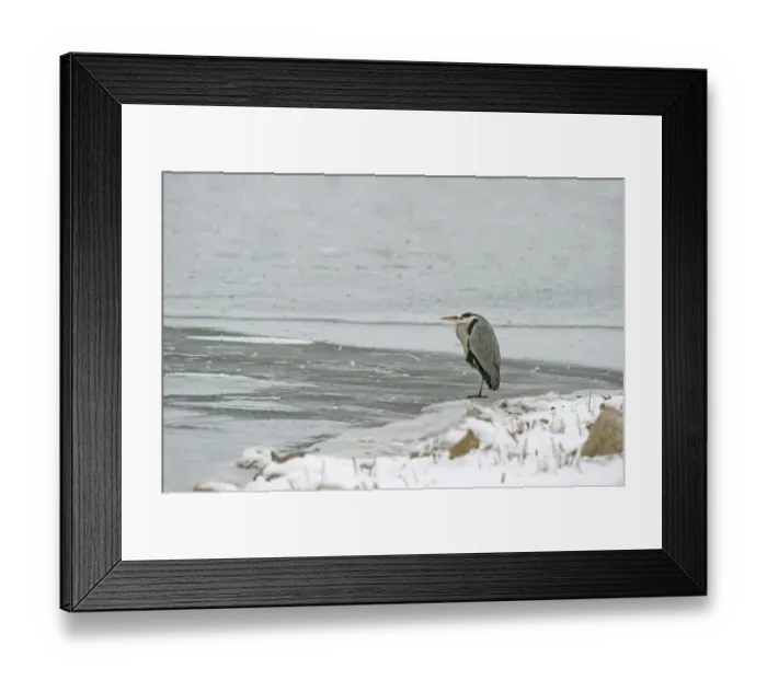 Framed Print : Grey Heron (Ardea cinerea) adult, standing on ice, Merseyside, England, december