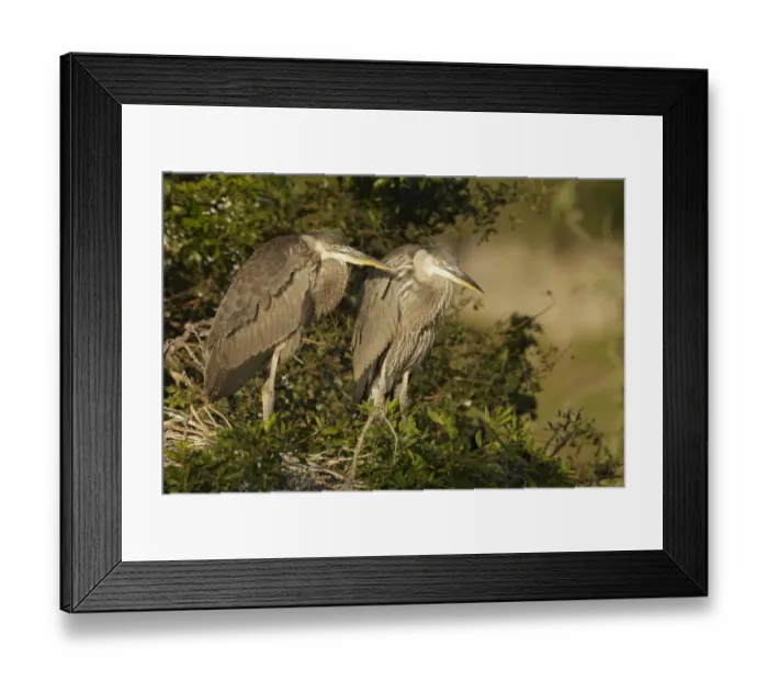 Framed Print : Great Blue Heron (Ardea herodias) two well-developed chicks, standing at nest in treetop, Florida, U. S. A. February Framed Print : Great Blue Heron (Ardea herodias) two well-developed chicks, standing at nest in treetop, Florida, U. S. A. February