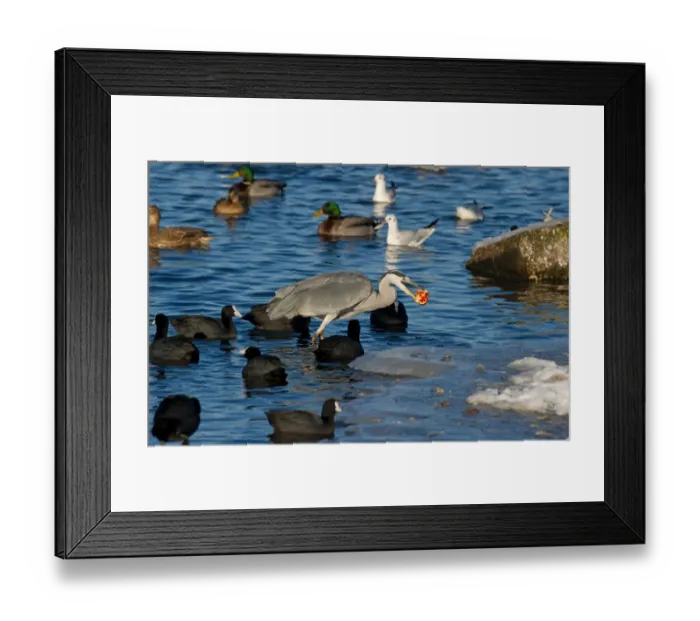 Framed Print : Grey Heron (Ardea cinerea) adult, with apple in beak, feeding amongst Common Coot (Fulica atra) Framed Print : Grey Heron (Ardea cinerea) adult, with apple in beak, feeding amongst Common Coot (Fulica atra)