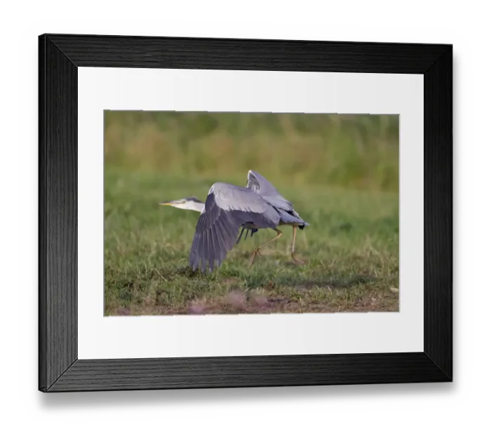 Framed Print : Grey Heron (Ardea cinerea) immature, in flight, taking off from marsh, Suffolk, England, June Framed Print : Grey Heron (Ardea cinerea) immature, in flight, taking off from marsh, Suffolk, England, June