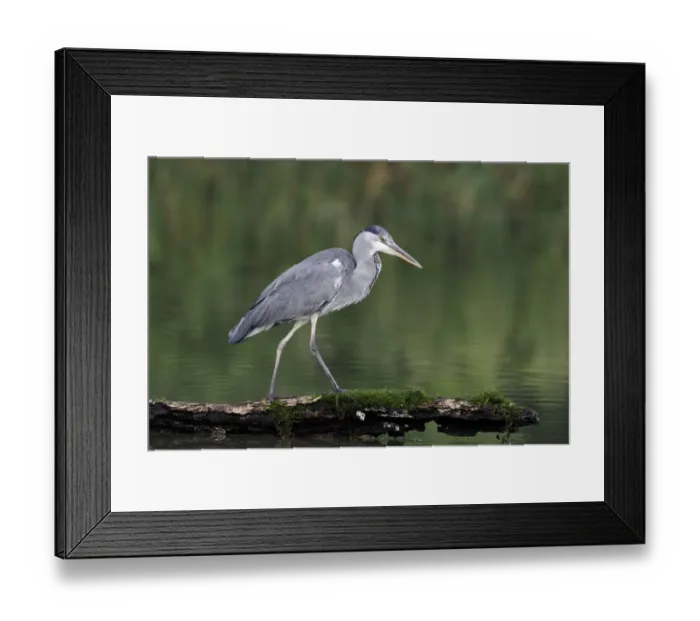 Framed Print : Grey Heron (Ardea cinerea) immature, standing on log in water, Warwickshire, England, August Framed Print : Grey Heron (Ardea cinerea) immature, standing on log in water, Warwickshire, England, August