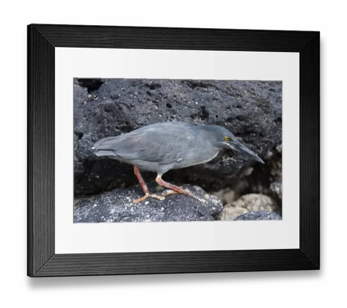 Framed Print : Lava Heron (Butorides sundevalli) adult, hunting amongst rocks, Galapagos, January Framed Print : Lava Heron (Butorides sundevalli) adult, hunting amongst rocks, Galapagos, January