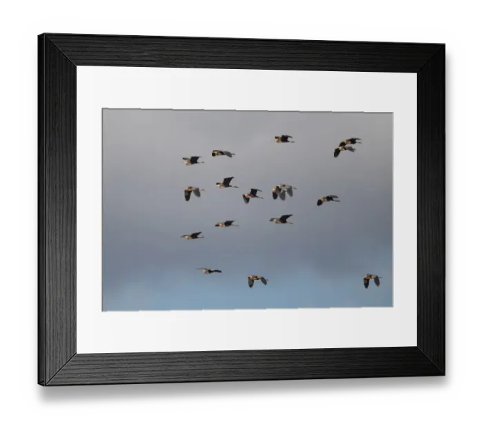 Framed Print : Purple Heron (Ardea purpurea) flock, in flight, Cyprus, march Framed Print : Purple Heron (Ardea purpurea) flock, in flight, Cyprus, march