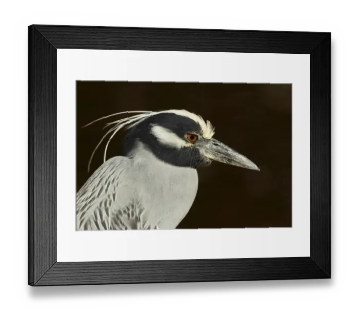 Framed Print : Yellow-crowned Night-heron (Nyctanassa violacea) adult, close-up of head, Sanibel Island, Florida, U. S. A. February Framed Print : Yellow-crowned Night-heron (Nyctanassa violacea) adult, close-up of head, Sanibel Island, Florida, U. S. A. February