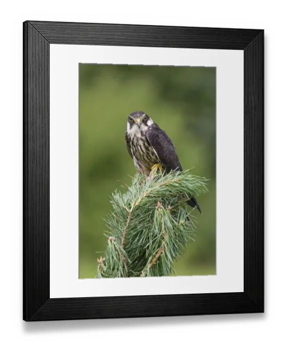 Framed Print : Eurasian Hobby (Falco subbuteo) immature, perched on pine tree, August (captive) Framed Print : Eurasian Hobby (Falco subbuteo) immature, perched on pine tree, August (captive)