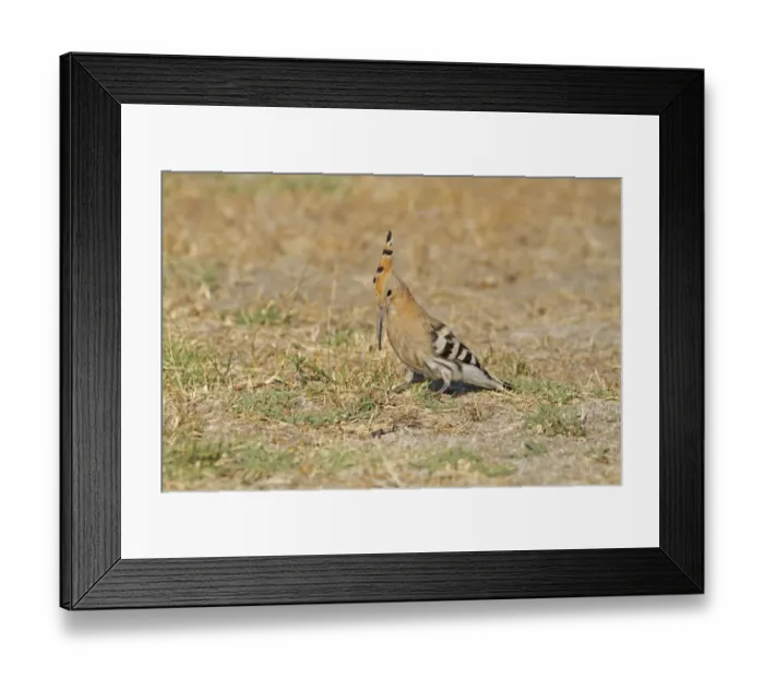 Framed Print : Eurasian Hoopoe (Upupa epops) adult, digging for grubs, feeding on ground, Castilla y Leon, Spain, August Framed Print : Eurasian Hoopoe (Upupa epops) adult, digging for grubs, feeding on ground, Castilla y Leon, Spain, August