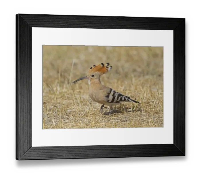 Framed Print : Eurasian Hoopoe (Upupa epops) adult, with partially raised crest, foraging on ground, Castilla y Leon, Spain, August Framed Print : Eurasian Hoopoe (Upupa epops) adult, with partially raised crest, foraging on ground, Castilla y Leon, Spain, August