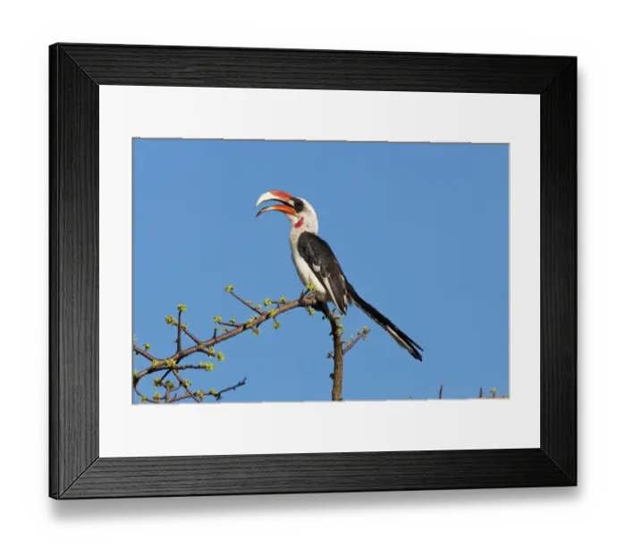 Framed Print : Von Der Deckens Hornbill (Tockus deckeni) adult male, calling, perched on treetop, Samburu, Kenya, October