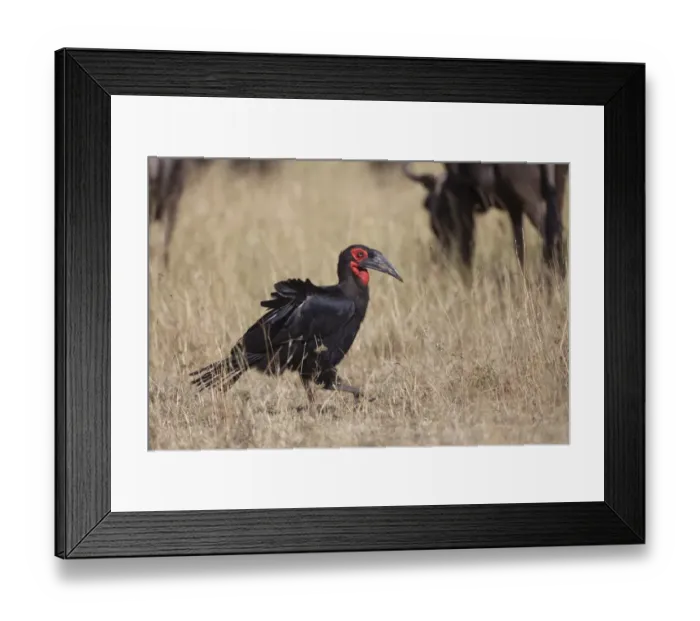 Framed Print : Southern Ground Hornbill (Bucorvus leadbeateri) adult, foraging amongst Blue Wildebeest (Connochaetus taurinus) Framed Print : Southern Ground Hornbill (Bucorvus leadbeateri) adult, foraging amongst Blue Wildebeest (Connochaetus taurinus)