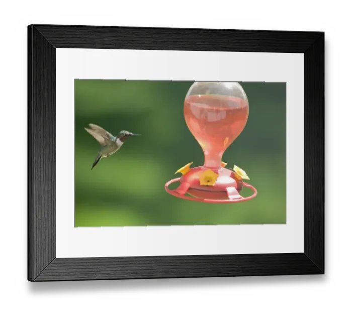 Framed Print : Ruby-throated Hummingbird (Archilochus colubris) adult male, in flight, hovering at feeder in garden, North Dakota Framed Print : Ruby-throated Hummingbird (Archilochus colubris) adult male, in flight, hovering at feeder in garden, North Dakota