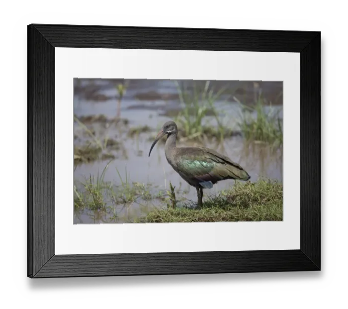 Framed Print : Hadada Ibis (Bostrychia hagedash) adult, standing in wetland, Lake Nakuru N. P. Great Rift Valley, Kenya, August Framed Print : Hadada Ibis (Bostrychia hagedash) adult, standing in wetland, Lake Nakuru N. P. Great Rift Valley, Kenya, August