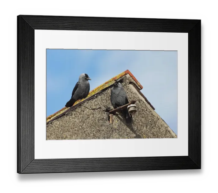 Framed Print : Jackdaw (Corvus monedula) adult pair, perched on building, Northumberland, England, june Framed Print : Jackdaw (Corvus monedula) adult pair, perched on building, Northumberland, England, june