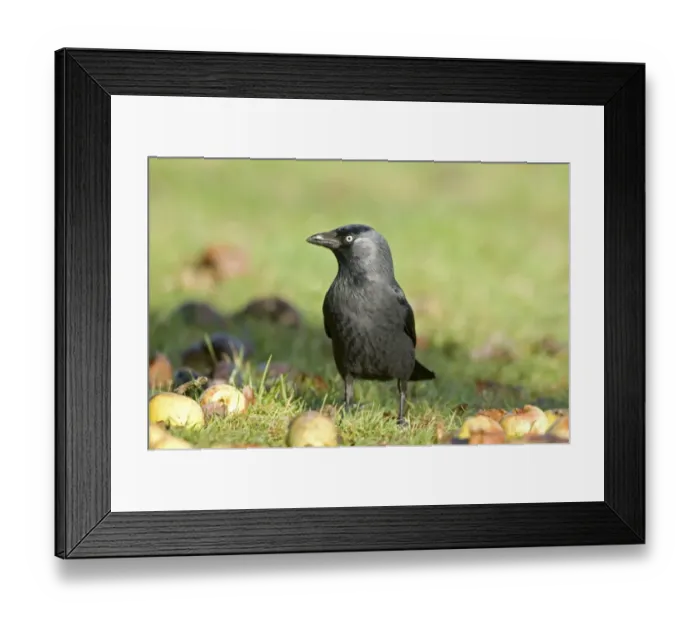 Framed Print : Jackdaw (Corvus monedula) adult, standing on ground amongst windfall apples, England, january