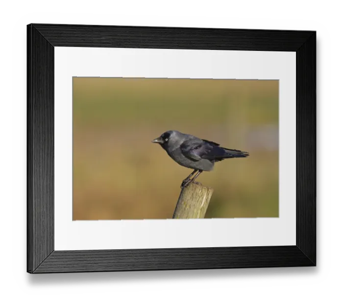 Framed Print : Jackdaw (Corvus monedula) adult, perched on fencepost, Norfolk, England, December
